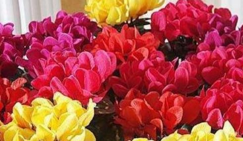  「栀子花」花市买的栀子花,很快就黄叶、落花苞?这样养护栀子花开满枝头