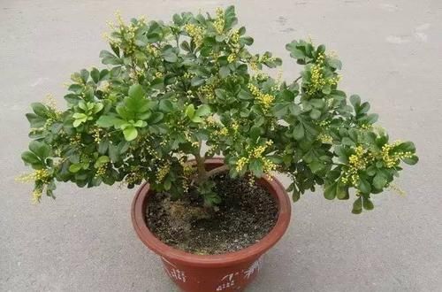  『好处』这些常见植物，放家里有很多好处！