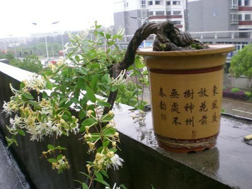  动人：喜欢菊花，不如养盆“菊中精品”白猿献果，花开山间，紫色动人