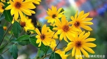  [根茎]农村的一种“野草”常遭农民铲除，实际上不但好吃，而且