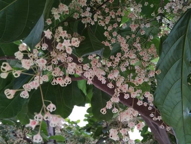  「种植物」苹婆介绍！岭南风物的盆栽！