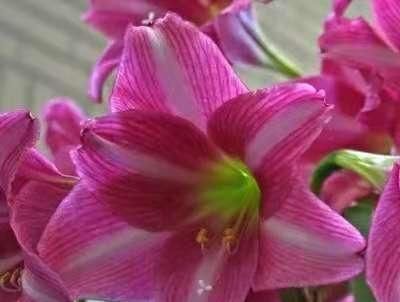  「朱顶」都说朱顶红要这样冻一冻才开花？是真的吗？