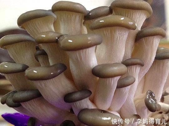 发芽：4月在家养“蘑菇”，清鲜独特、营养丰富，7天天发芽，1盆能吃2年