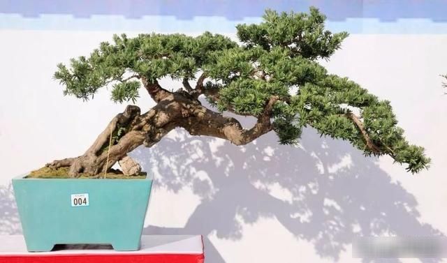  【银奖】北海盆景银奖作品欣赏