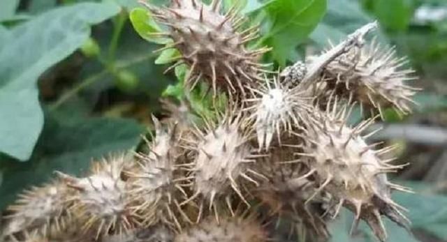  #玩乐#乡下1野草，农村小孩用来玩乐，果实沾到难去除，却不知浑