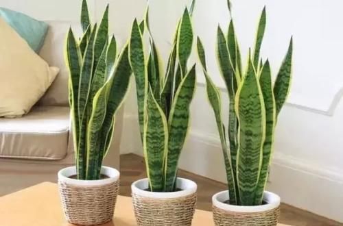  「虎皮兰」这种花，有水就能活，施肥修剪都省了，丢土里就旺盛！
