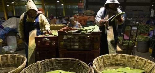  【国家】仙人掌当“零食”，签子窜起来烧烤，也不怕刺扎嘴，你吃过吗