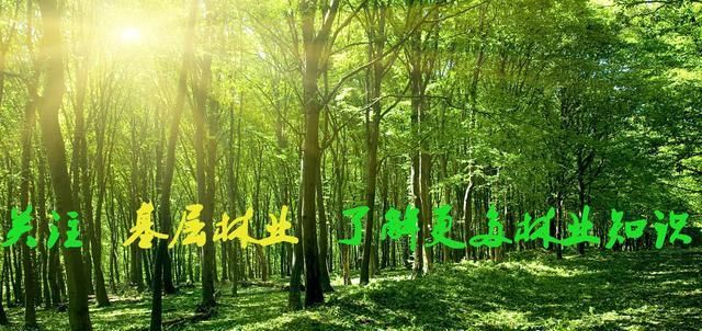  下图|香樟叶片上有白点，慢慢死，是什么病，见下图？