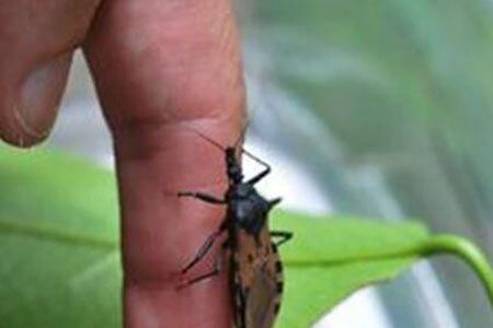 新型艾滋病虫，热苦瓜水抗癌，7月谣言孰是孰非