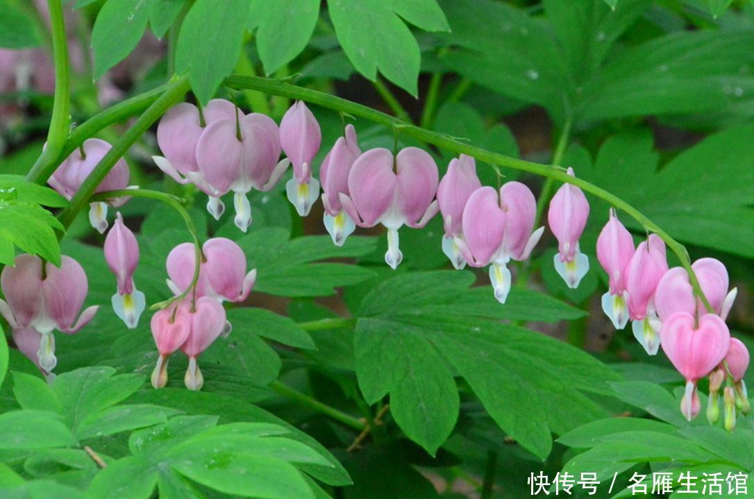  『牡丹』三月养棵荷包牡丹，做好5点开到春色渐老，满枝“元宝”