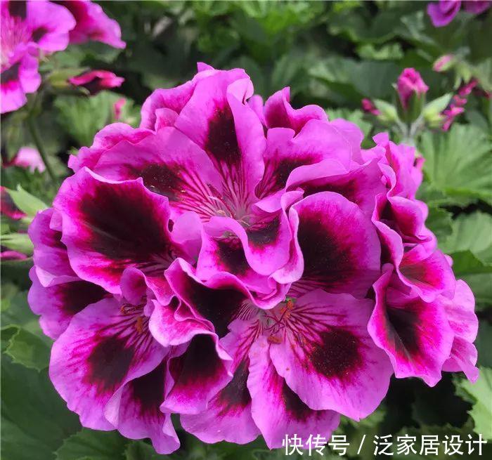 每种■110种天竺葵,每种都超美,看看你认识多少种?