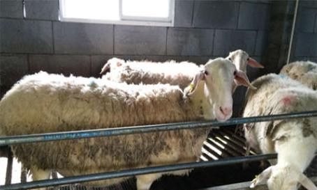  「湖羊」养殖湖羊，这几点要注意