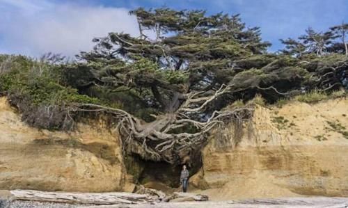 世界上“最神奇”的树，悬空在两座山间，没有土却已经活了数百年