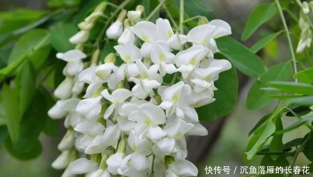  芝麻酱糖饼@北京必吃的19种美食！都吃过的才是地道北京人～