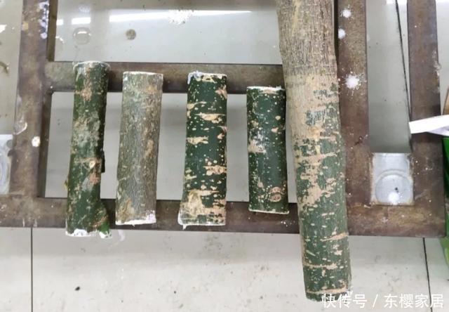#试试#养不好的花,试试无土水培,几天长出大白根,还能开花呢!
