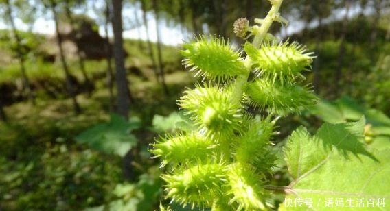  【一身】农村常见的植物，碰一下沾一身，90后都玩过，如今市场