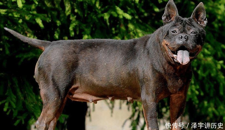 『名犬』中国名犬,入围全球4大猎犬榜单,其中它把狼当成玩物,虐狼成瘾