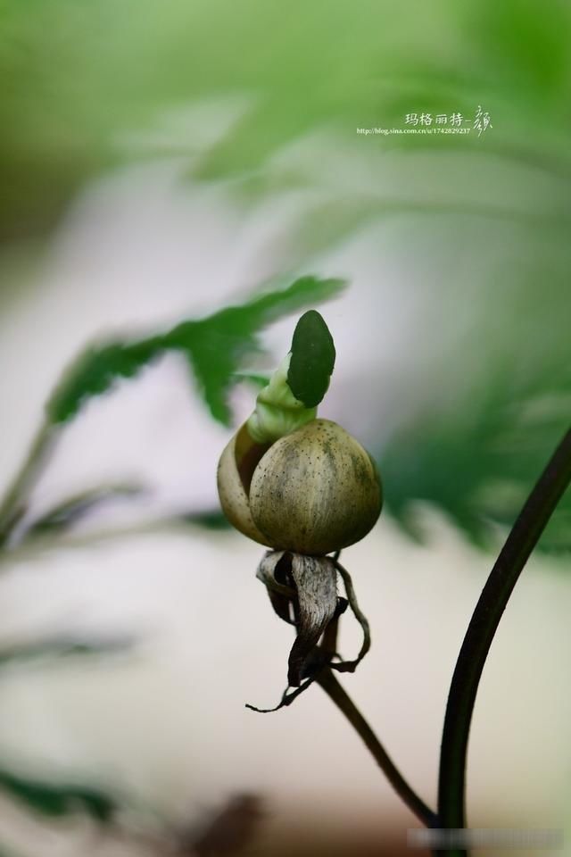  「春天」随笔：那些树果实还没掉都发芽了