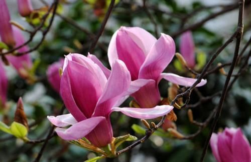  「良药」美得像“仙女”般的紫玉兰，是“鼻炎”花友的良药，摆卧室最合适