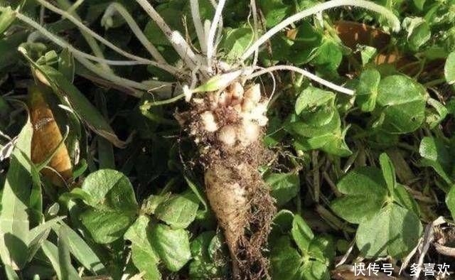  [萝卜]1种野草被称为“酸咪咪”，不仅能开花，还有“萝卜根”，珍贵！
