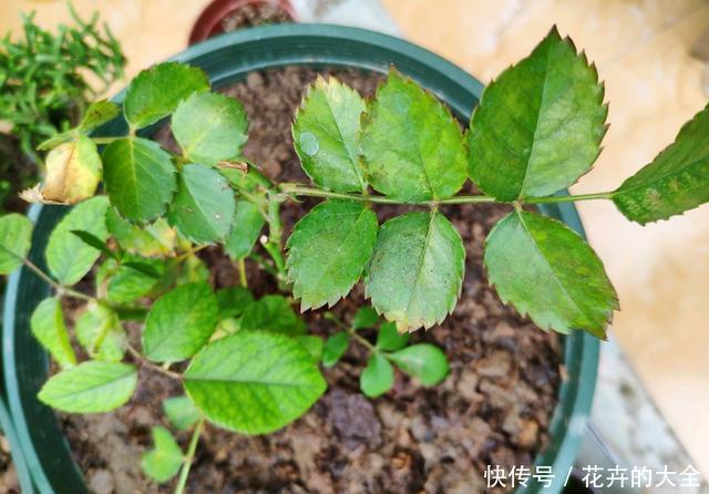 花儿|养花不懂浇水,盆里插上这“宝贝”,浇水心里有数,花儿呼呼开花