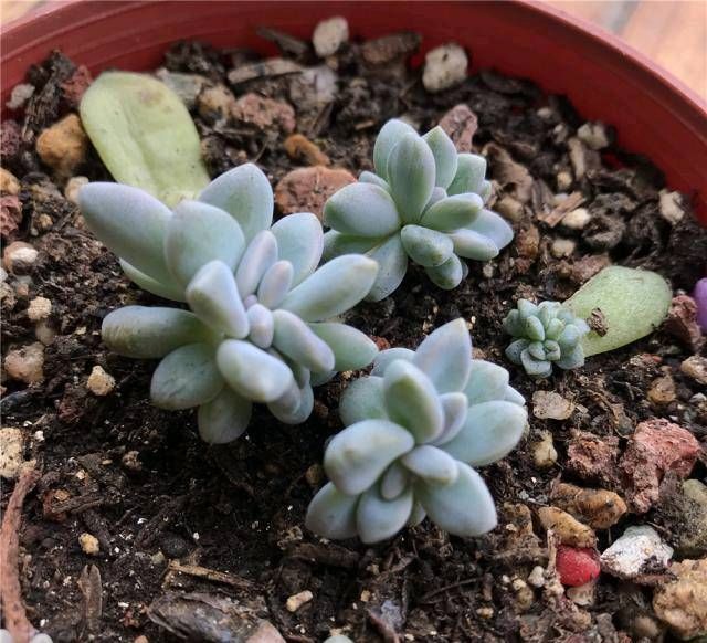  [空气湿度]很多切肉，对环境要求很高，这些你需要知道的小点子
