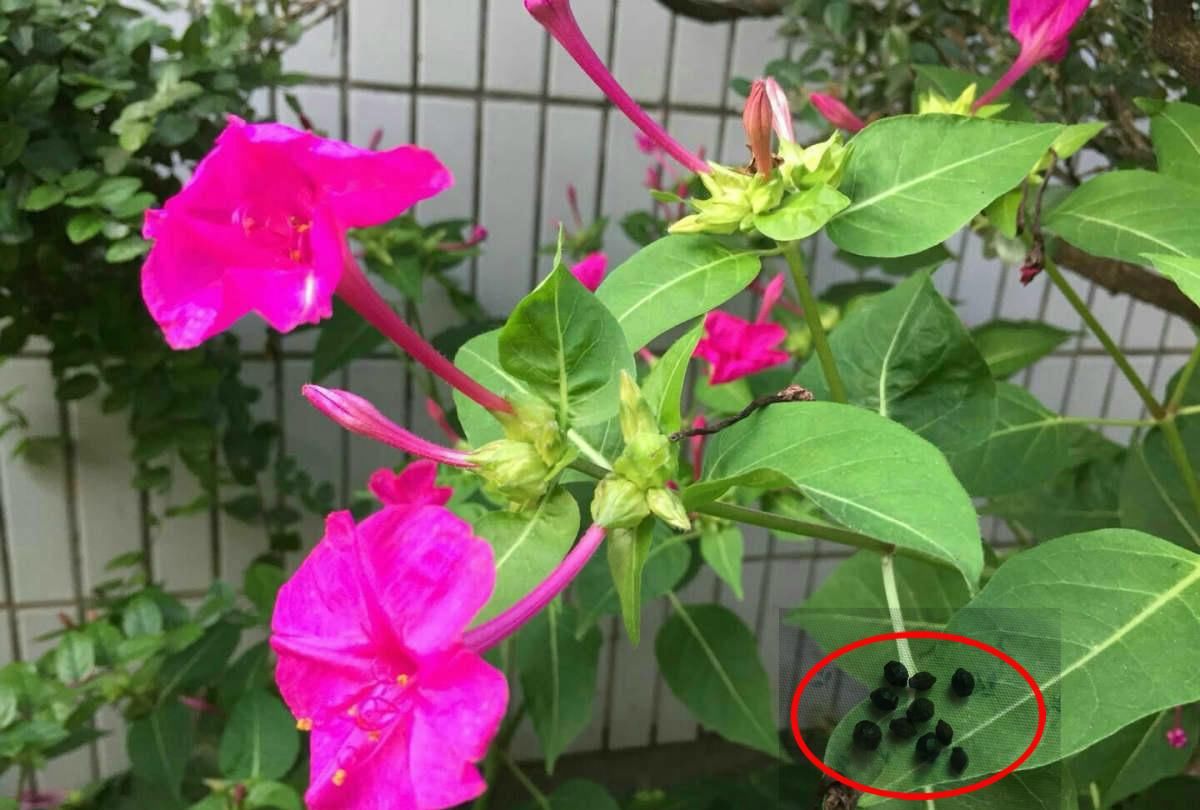  「取名」原来花草名字是这么来的，长见识了！