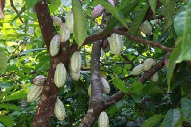  「见血封喉」国内最特别的三棵树：一棵价值上亿，一棵刀枪不入