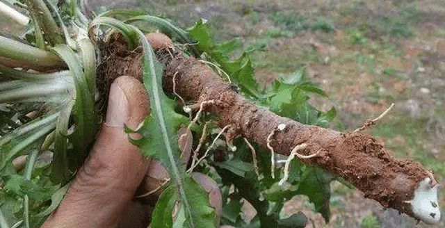  「植物」这植物，价值绝对珍贵，请认识它，别再当杂草连根拔掉