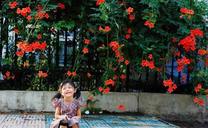  「凌霄花」凌霄花就像母亲无微不至的爱，虽不察觉但能感受到它的光芒万丈。
