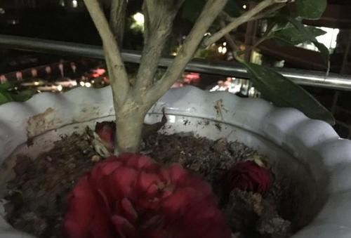  『施加肥料』茶花掉花苞咋办？就是没有注意这几点，现在挽救还不晚！