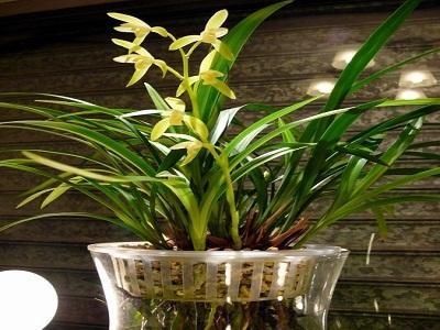  『光照』养花人士必知：兰花要晒太阳吗？如何养花更好