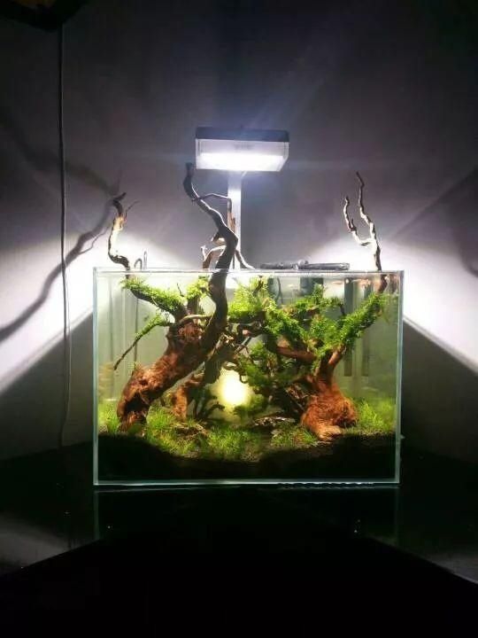  「养草」从养鱼到养草，从雨林缸到水陆缸 | 10年水族之路