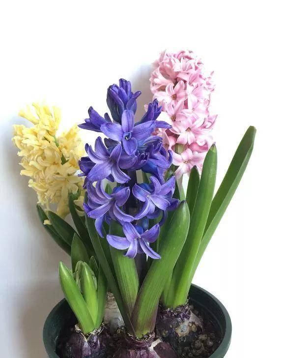  「植株开花之后」这几种花是优雅的代名词，养一盆家里全是优雅气息