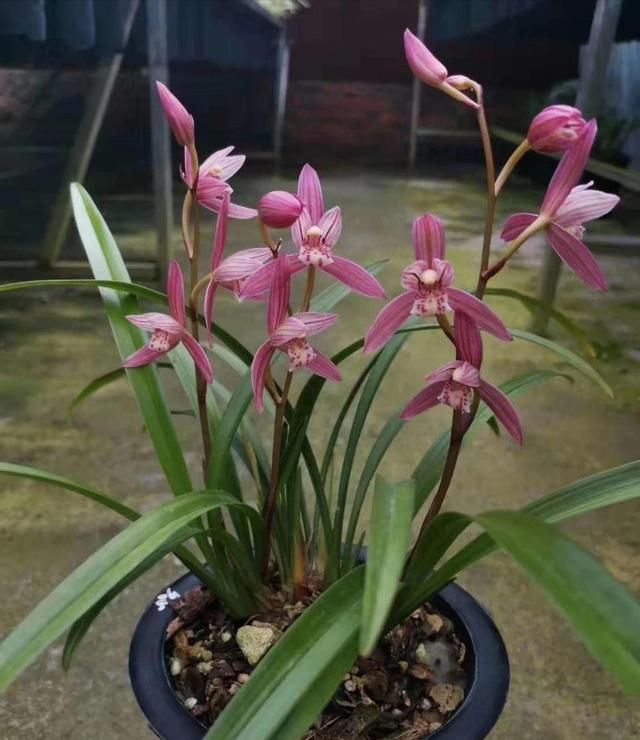  [植兰]“它”是植兰的优良材料，透气性强，营养高，但添加量却不易过多