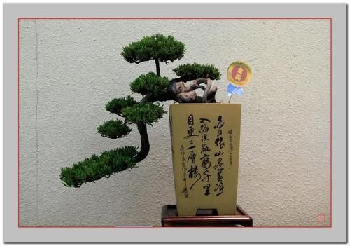  对称美■单独成派盆景多样有特色通派盆景怎么这么吸引人