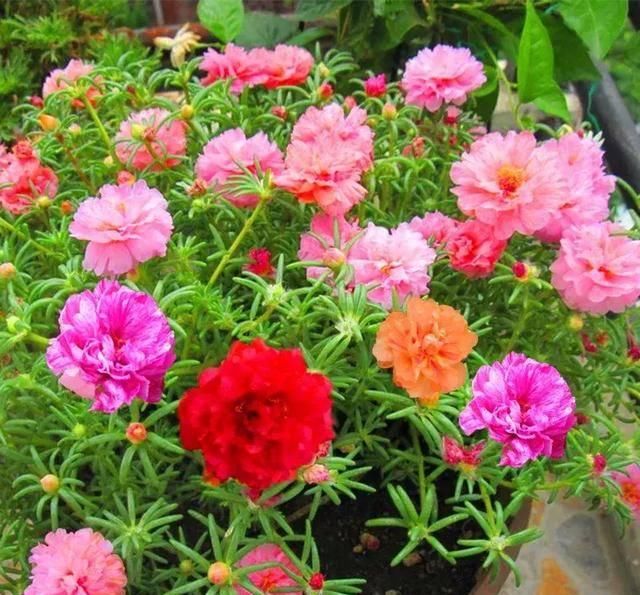  #阳光充足的环境#100种常见开花植物的养护要点与花期，快来看看有没有你喜欢的