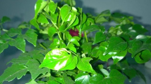  『幸福树』不知道家里养什么盆栽？花卉绿植大盘点，养上几盆绝不亏