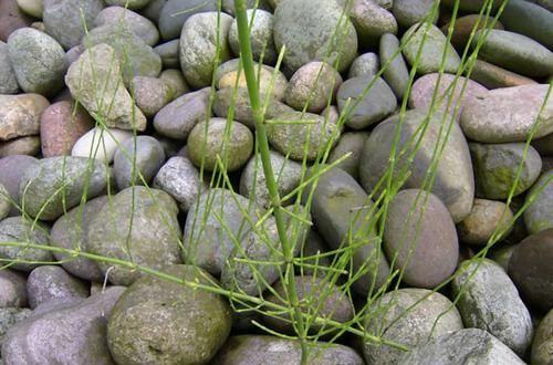  [杂草]农村地里成堆的杂草，如今“身份反转”，成了一斤十多元的中草药