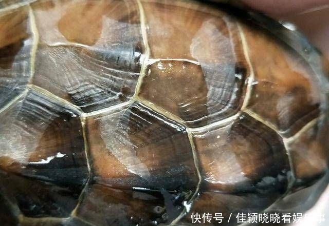 『去钓』我说怎么钓不到鱼呢,全被这些家伙吃完了,钓了三只不认识的乌龟