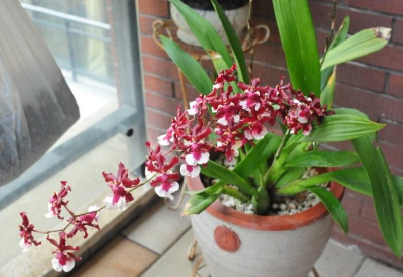 #内容#乡间趣事!平日爱养兰花,那定不能错过这“4种”,花朵1串接1串,香气扑鼻