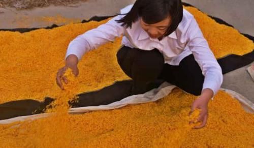花蕊:她靠卖花蕊赚了大钱,一摘就是好几筐,一小撮就堪比金价!