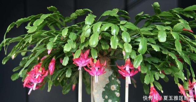  [便宜]一种自制肥便宜又简便，是蟹爪兰开花的“猛料”