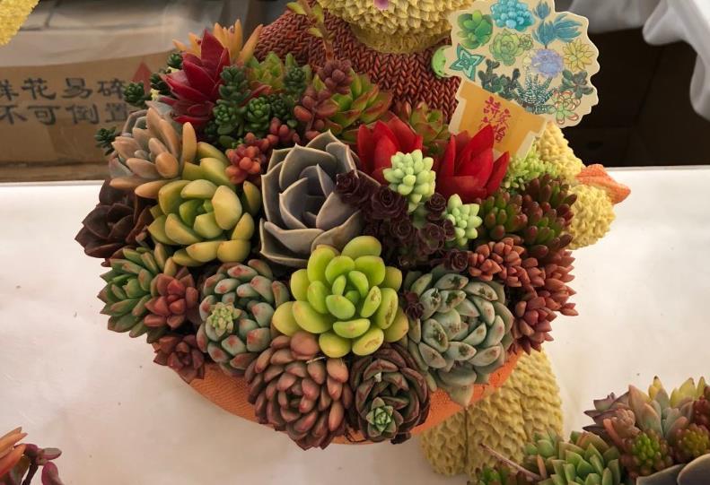  花钱买：10颗多肉拼在一起，效果美翻天，朋友都想花钱买！