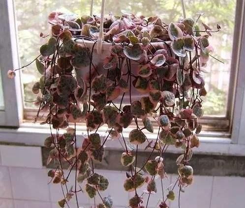  [家里]“4种花”养家里，花苞轻松开满枝，繁花似锦，养在阳台美成窗帘