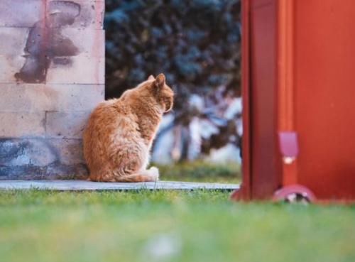 故宫中有上百只猫，个个都有工作，而且它们的待遇都很高！