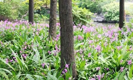 农村这两种超霸气的农作物，年收入三五十万，却没人敢种，为啥？