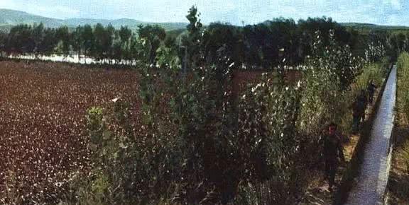 一组记录上世纪七十年代人民公社开展生产运动的珍贵老照片