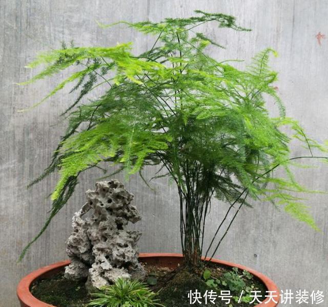就行|“手把手”教会你养文竹,一年长成“小森林”,郁郁葱葱太美了
