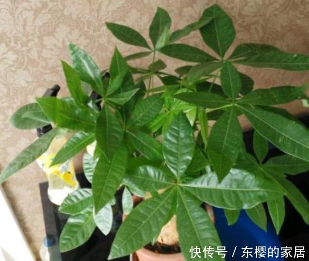  『幼苗』好盆栽价格贵该怎么办？亲自动手扦插培育，幼苗多得送邻居
